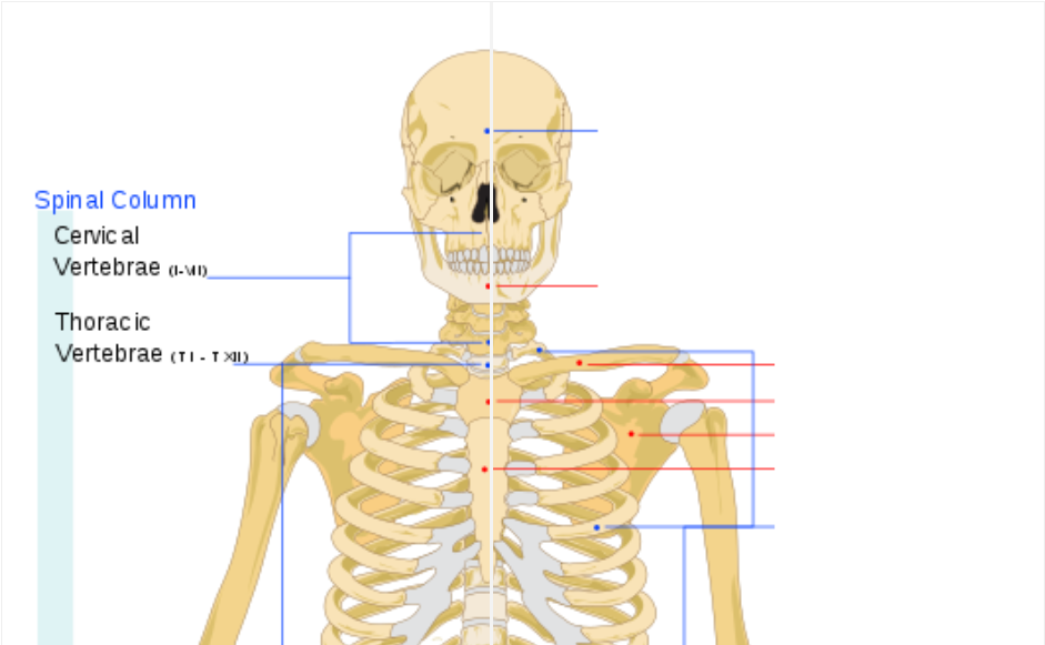 Кость около шеи спереди. Кости на шее как называются. Болят кости под ключицей. Почему костю назвали костей